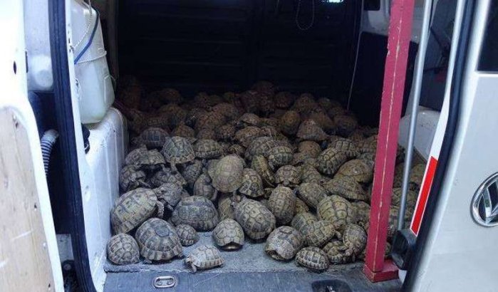 Ruim 300 schildpadden uit Marokko ontdekt in België