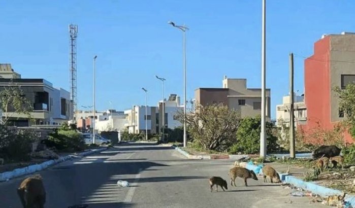 Angst en paniek in Essaouira door wilde zwijnenplaag