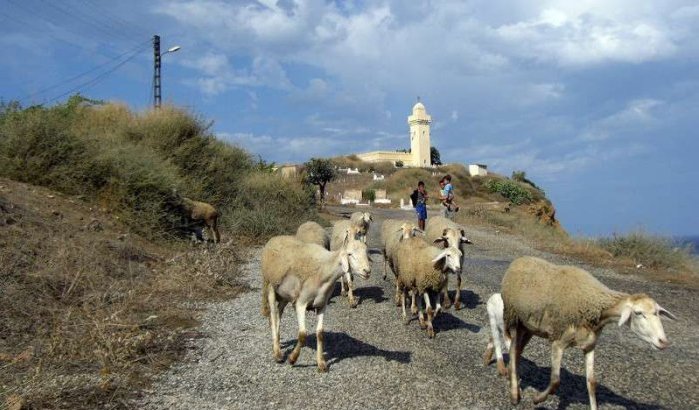 Marokko verbiedt invoer Algerijns vee