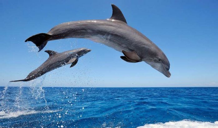 Dolfijnen zorgen voor overlast in Al Hoceima