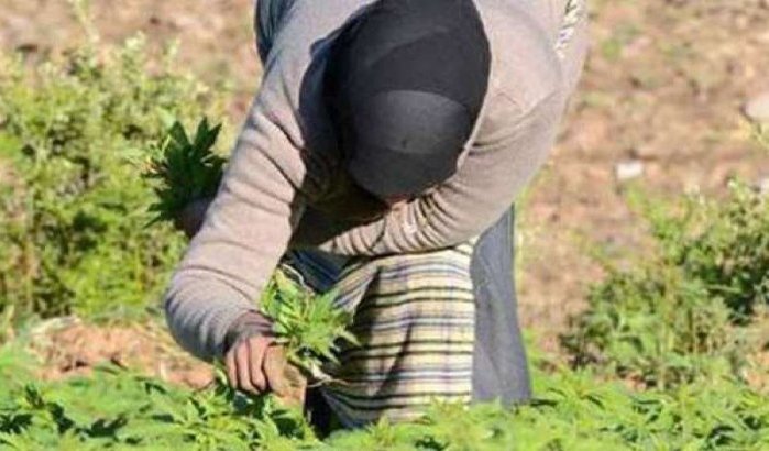 Boeren kweken cannabis op begraafplaatsen in Noord-Marokko