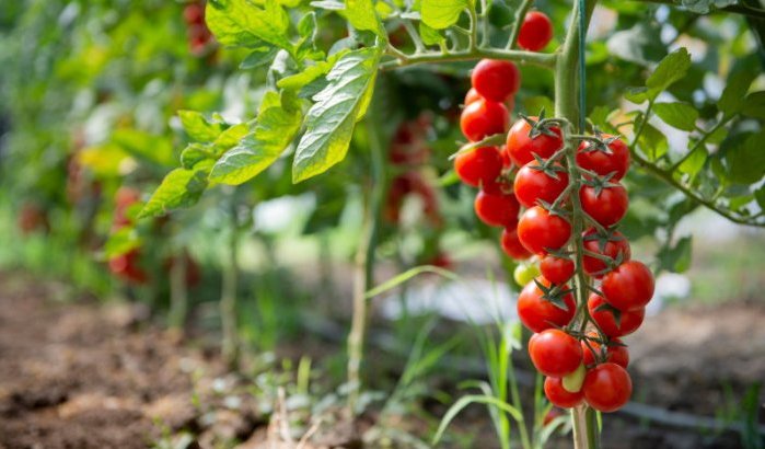 Algerije wil Marokko van troon stoten op Europese tomatenmarkt