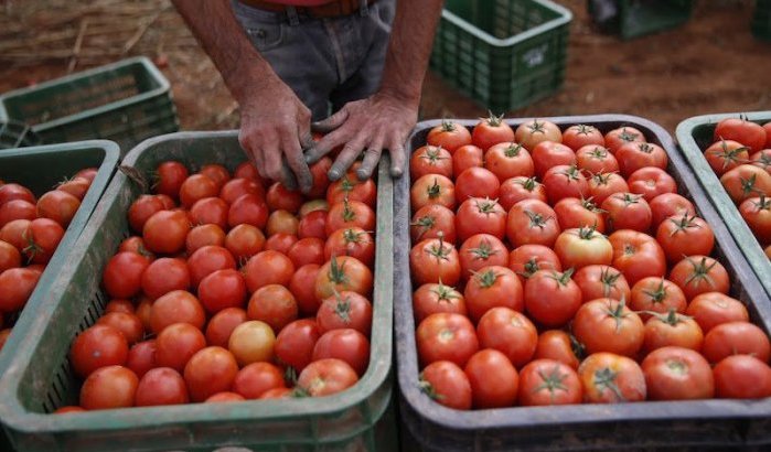 Marokko boekt succes op tomatenmarkt, Nederland worstelt