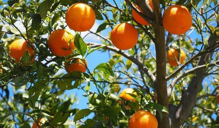 Amerika verbiedt invoer Marokkaanse citrusvruchten