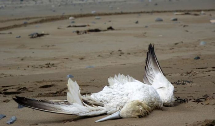 Massale vogelsterfte bij Tanger: vuilstortplaats verdacht