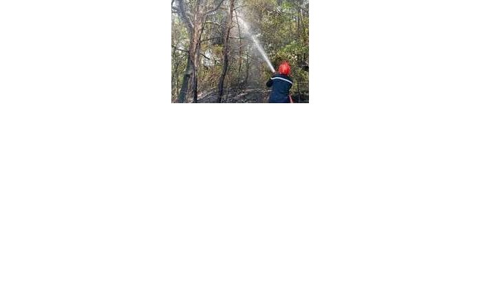 Tientallen hectare bos afgebrand in Tetouan