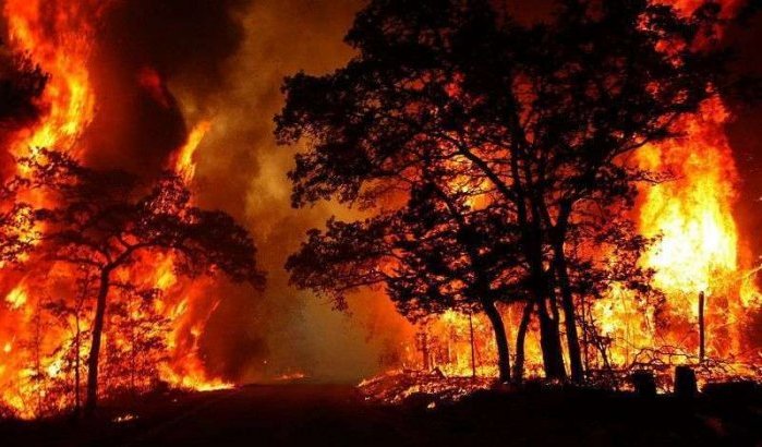 Marokko: 55% minder bosbranden