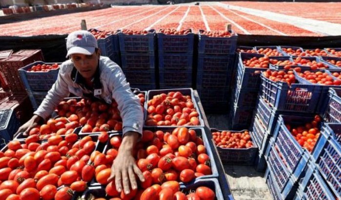 Marokkaanse tomaat in ongenade in Europa: boycot en protesten
