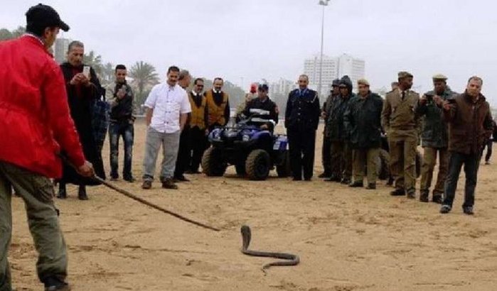 Cobra gevonden op strand Agadir