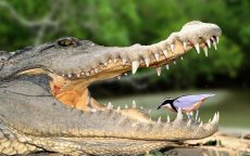 Ontdek het allereerste krokodillenpark van Marokko
