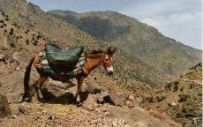 Zeldzaam: muilezel bevalt van veulen bij Marokkaanse Oukaimeden