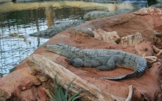 Marokko bouwt nieuw krokodillenpark in Agadir