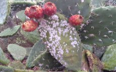 Marokkaanse cactusteelt in gevaar door schildluizenplaag