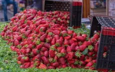 Besmette Marokkaanse aardbeien vernietigd in Spanje