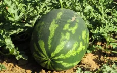 Marokko: nieuwe stad verbiedt de watermeloenenteelt