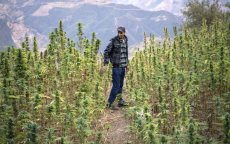 Bijna 3000 vergunningen voor legale cannabis in Marokko