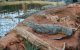 Marokko bouwt nieuw krokodillenpark in Agadir