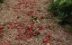 Stormen: groot deel rode vruchtenproductie verloren in Marokko
