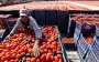 Marokkaanse tomaat in ongenade in Europa: boycot en protesten
