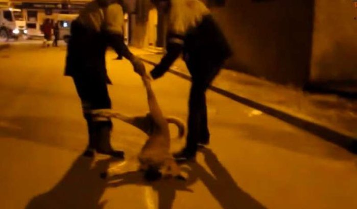 Zwerfhonden niet meer doodgeschoten in Marokko