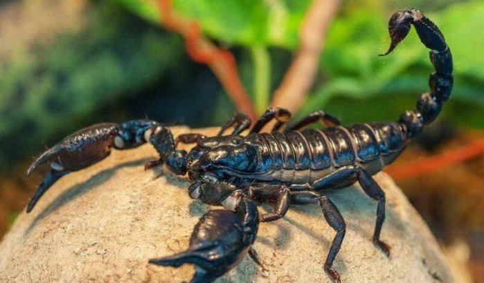 Marokko waarschuwt voor dodelijke steken in de zomer