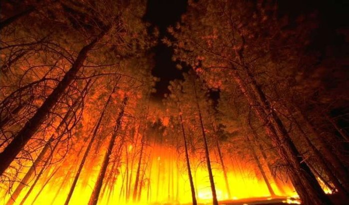 Tien hectare bos door brand vernield in Azilal