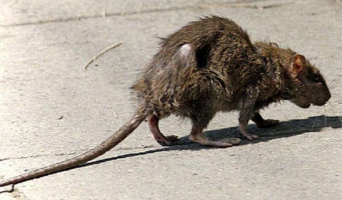Casablanca: 20 miljoen dirham tegen ratten