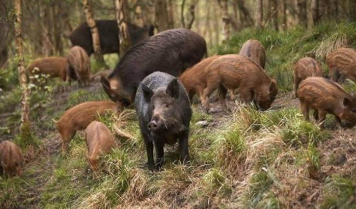 Wilde zwijnenplaag zaait angst in oases van Dadès
