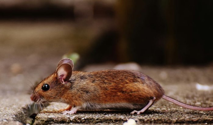 Rat valt letterlijk op hoofd Marokkaanse politicus tijdens radio-interview