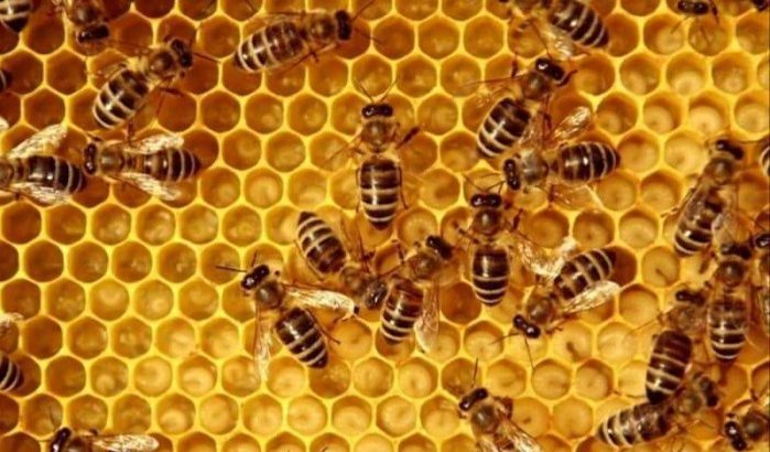 Marokko: zorgwekkende verdwijning bijen