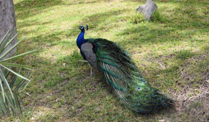 Agadir : "Vallei van de vogels" volledig opgeknapt