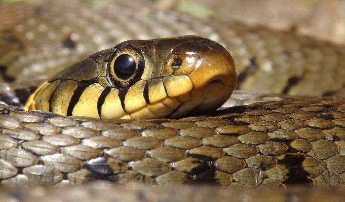 Slangenbeten komen vooral voor in Tanger en Tetouan