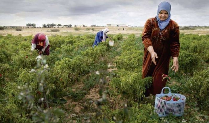 Marokko: landbouw krijgt 3,7 miljard dirham subsidies