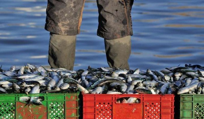 Marokko wereldleider in sardineproductie 