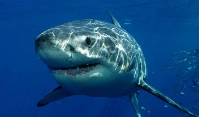 Visser in Al Hoceima vangt witte haai (video)