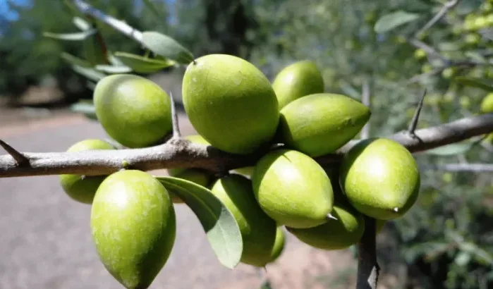 Marokko plant gouden toekomst met arganbomen