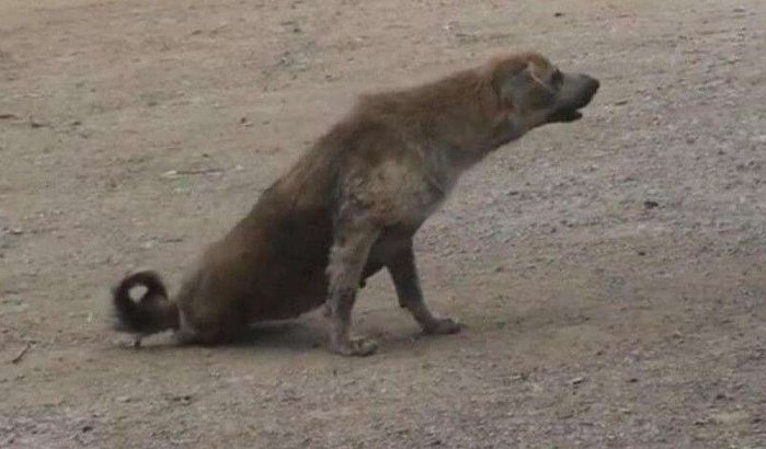 Zwerfhonden doden vijfjarig meisje in Agadir