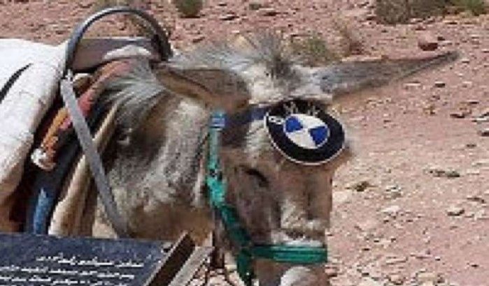 Schoonheidswedstrijd voor ezels in Marokko 