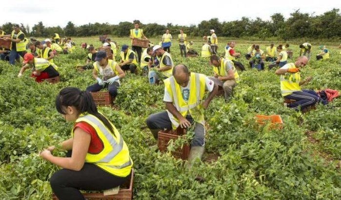 Britse landbouwers op zoek naar Marokkaanse seizoenarbeiders