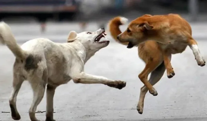 Zwitserse overlijdt na contact met hond in Marokko