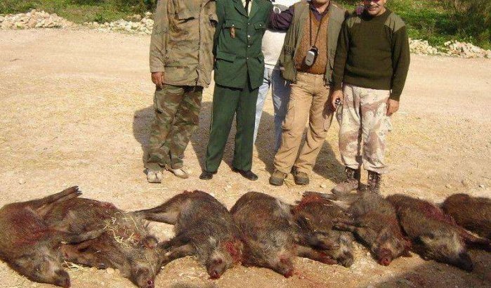 Marokko: Souss wil van everzwijnen af
