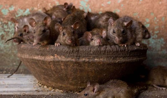 Marokko bedreigd door de pest?