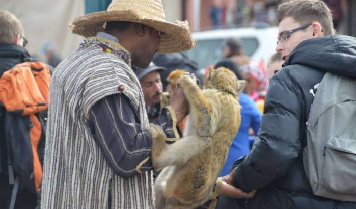 Apenpokken: Marrakech registreert apen op Djemaa El Fna