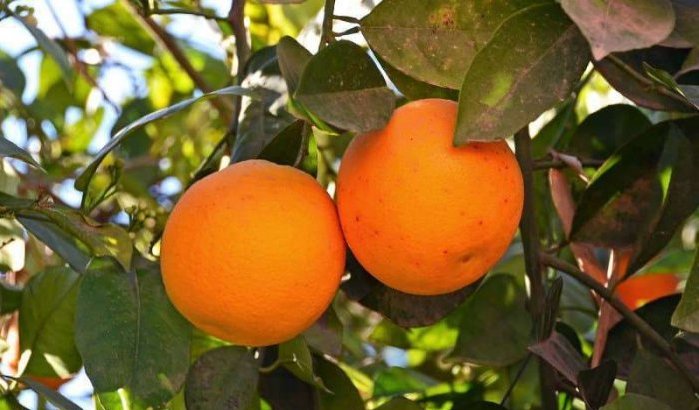 Denemarken wijst Marokkaanse sinaasappelen af