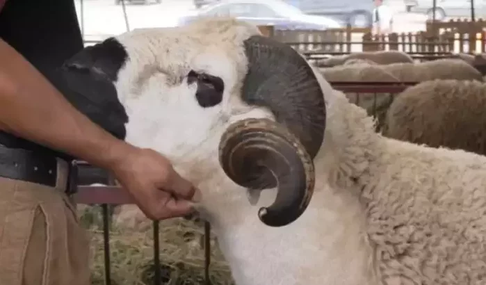 Eid ul-Adha in Marokko: schapen aan prijs van goud