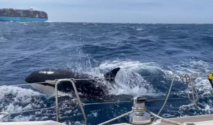Zeilboot zinkt na aanval orka's voor kust Tanger