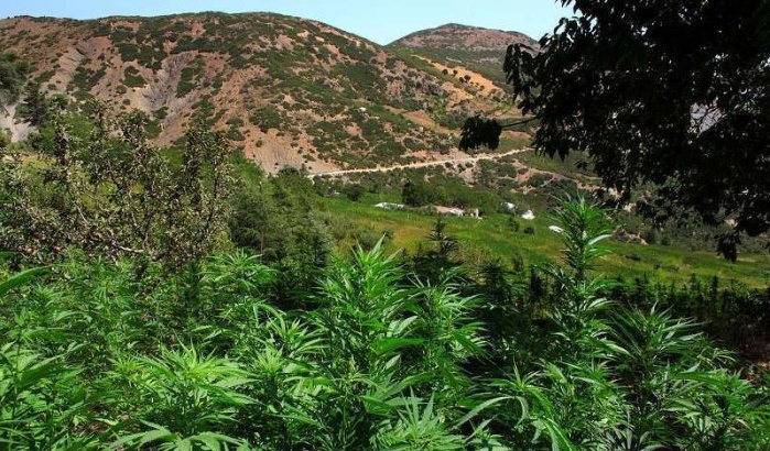 Gemeentevoorzitter in Marokko was grote cannabisproducent