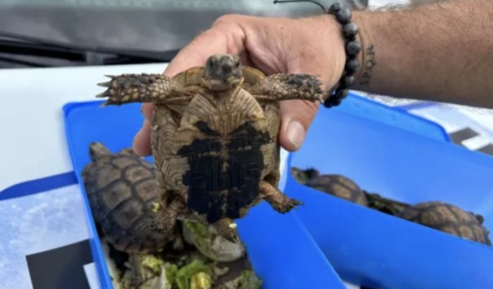 Marokkaanse Belg gearresteerd voor dierensmokkel op terugweg van Marokko