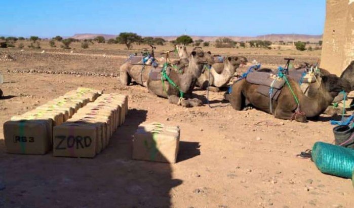 Drugstransport met kamelen aangehouden bij Algerijnse grens