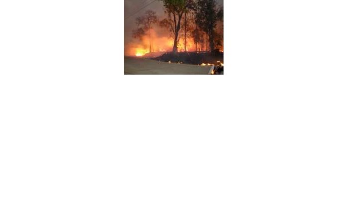 Meer dan 300 hectare bos door brand verwoest in Guercif